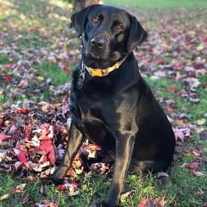 Meet your Posher, Cody